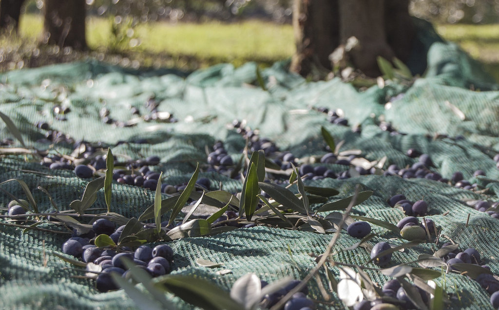 Coste recogida aceitunas
